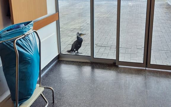 Smart Bird! Injured Bird Desperately Pecks At Hospital Door