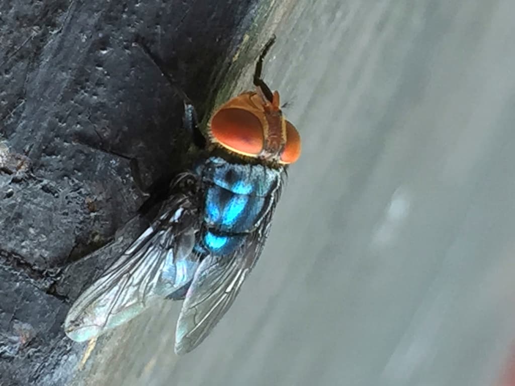 Cattle Ranchers Very Concerned About Appearance Of 'New World Screwworm' Fly