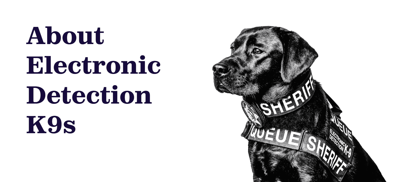 CLOSER LOOK: Superdogs Help Police Nab Human Traffickers In U.S. Southeast
