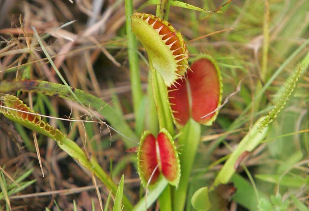 Venus Fly Trap