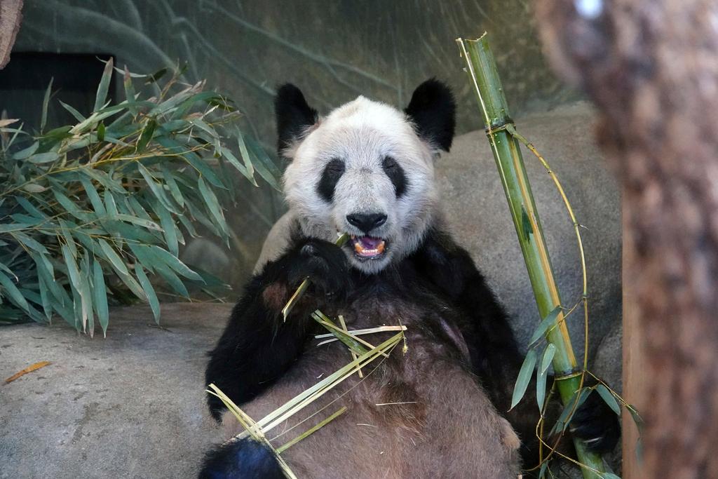 Ya Ya, a Giant Panda at the Memphis Zoo eats bamboo on Saturday, April 8, 2023, in Memphis, Tenn. About five hundred people attended a farewell party for the Panda. 