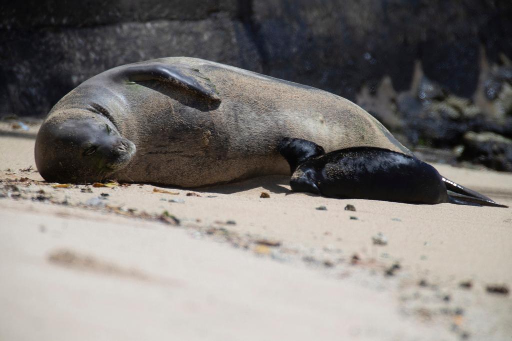 Hawaiian monk seal Kaiwi nurses her new born pup at Kaimana Beach in Honolulu on Apr. 14, 2023.