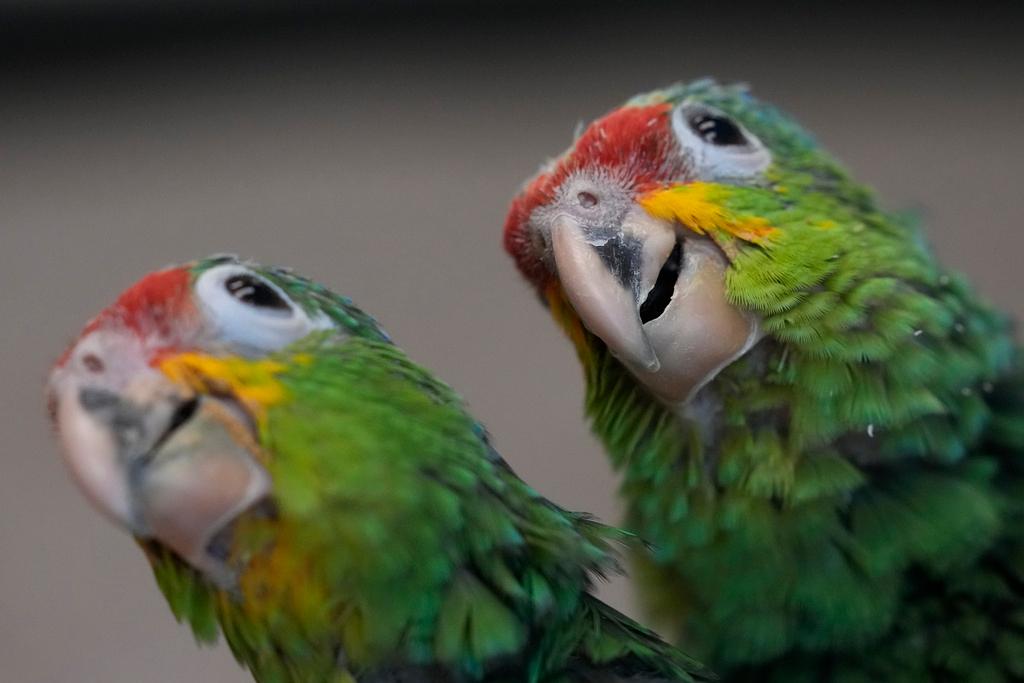 A pair of young red-lored Amazon parrots