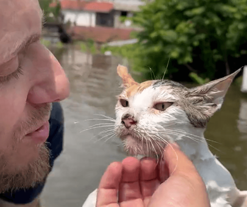 Rescued cat from flood waters