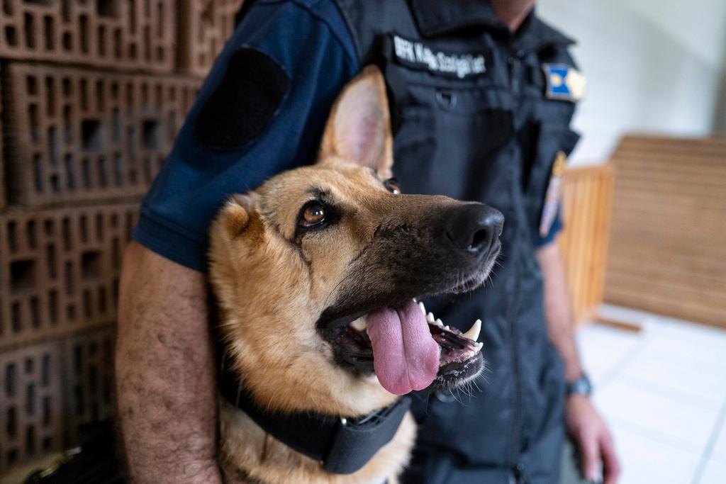 Rambo, a German Shepherd, who was injured in Ukraine's embattled Kharkiv region 