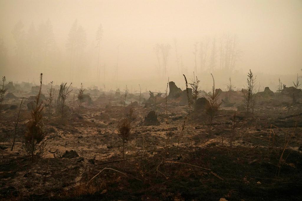 A forested area burned by the Riverside Fire is seen on Sept. 13, 2020, near Molalla, Ore