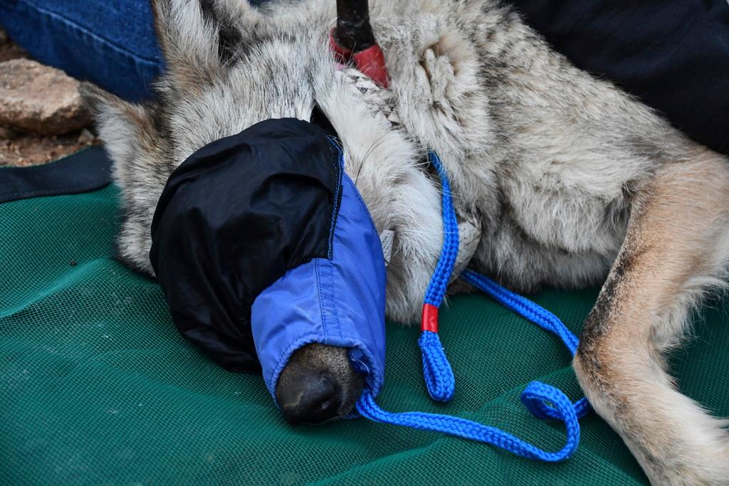 Female Mexican gray wolf before she is released back into the wilds of Apache National Forest in eastern Arizona