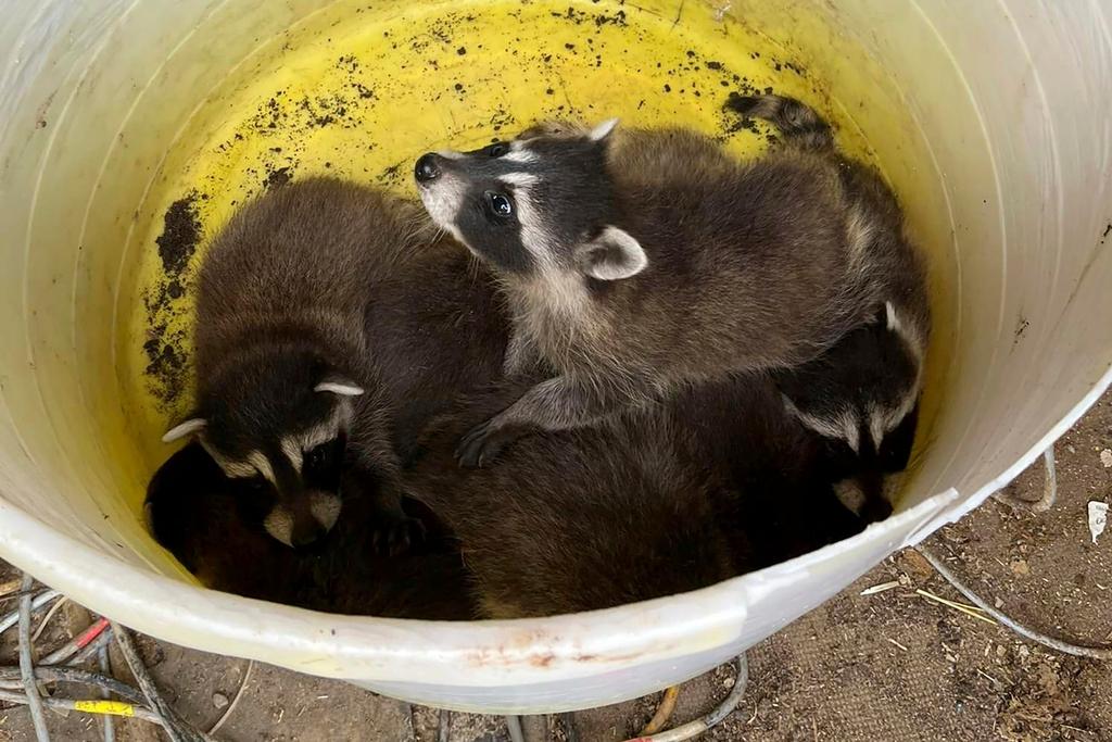 The crew called after hearing eight baby raccoons chirping beneath the rubble