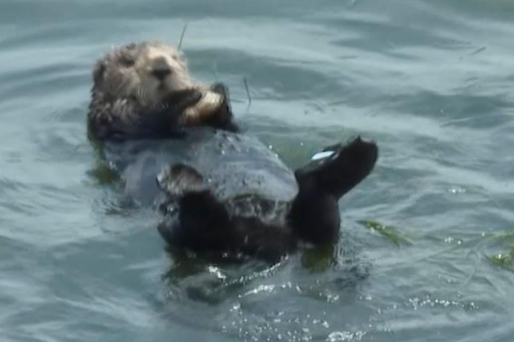 Sea otter that has evaded capture eats a crab off the coast of Santa Cruz, California