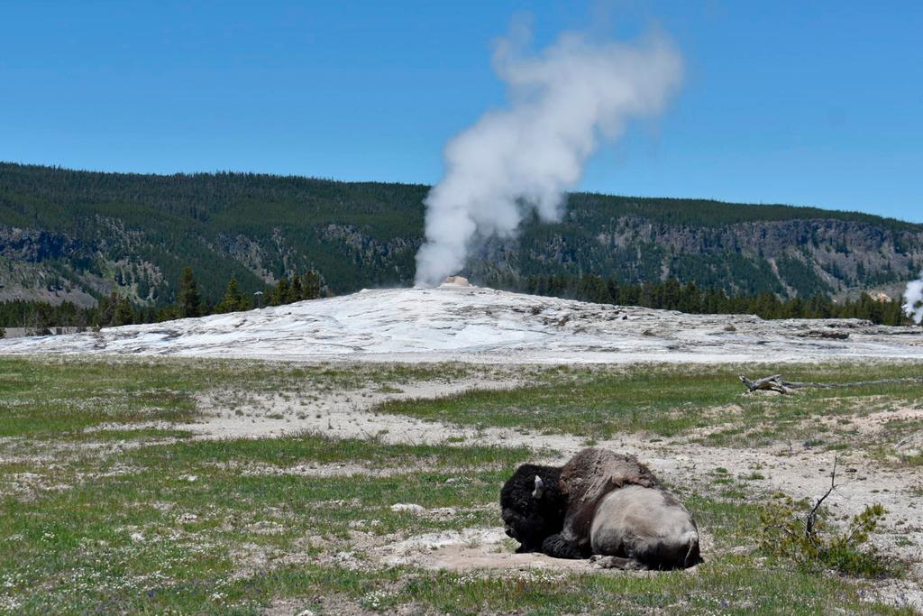 A bison lies down on the ground in front of the Old Faithful geyser in Yellowstone National Park, Wyo., on June 22, 2022.