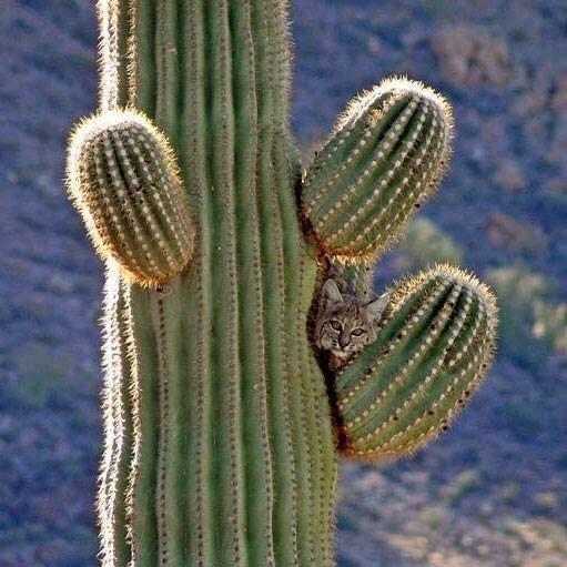 Bobcat perched in a large cactus