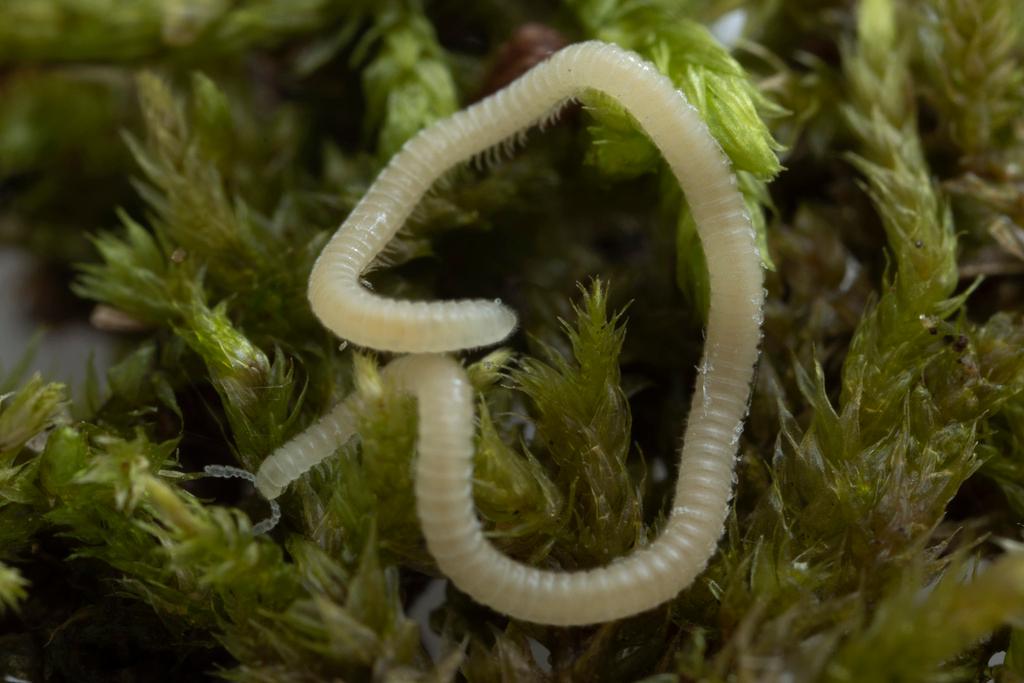 Los Angeles Thread Millipede