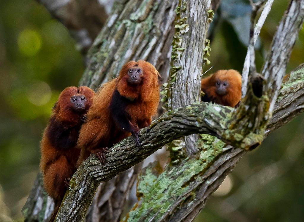 Group of golden lion tamarins in a tree