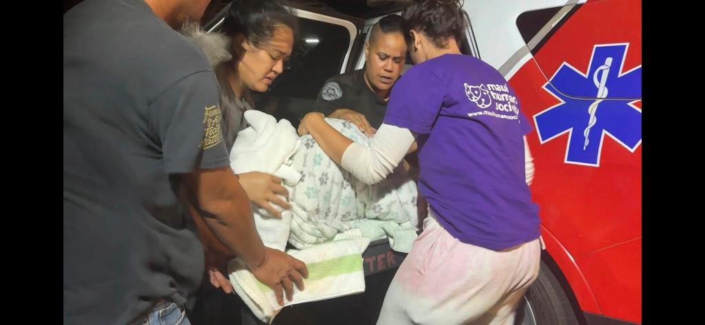 An injured pet is brought into the Maui Humane Society in Lahaina, Hawaii. The Maui Humane Society is treating dogs, cats, chickens, pigs and other animals that were injured while fleeing the wildfires. 