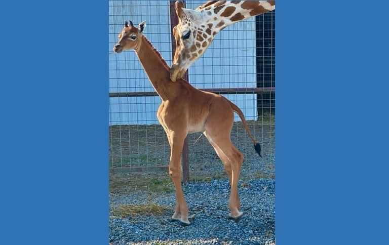 Baby giraffe with adult giraffe