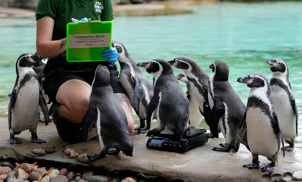 Humboldt penguins queue up to be weighed during London Zoo's Annual Weigh In, in London