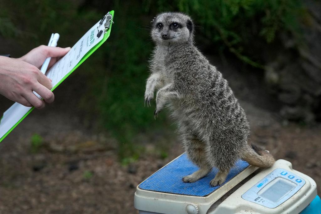 Frank the Meerkat is weighed during London Zoo's Annual Weigh In, in London