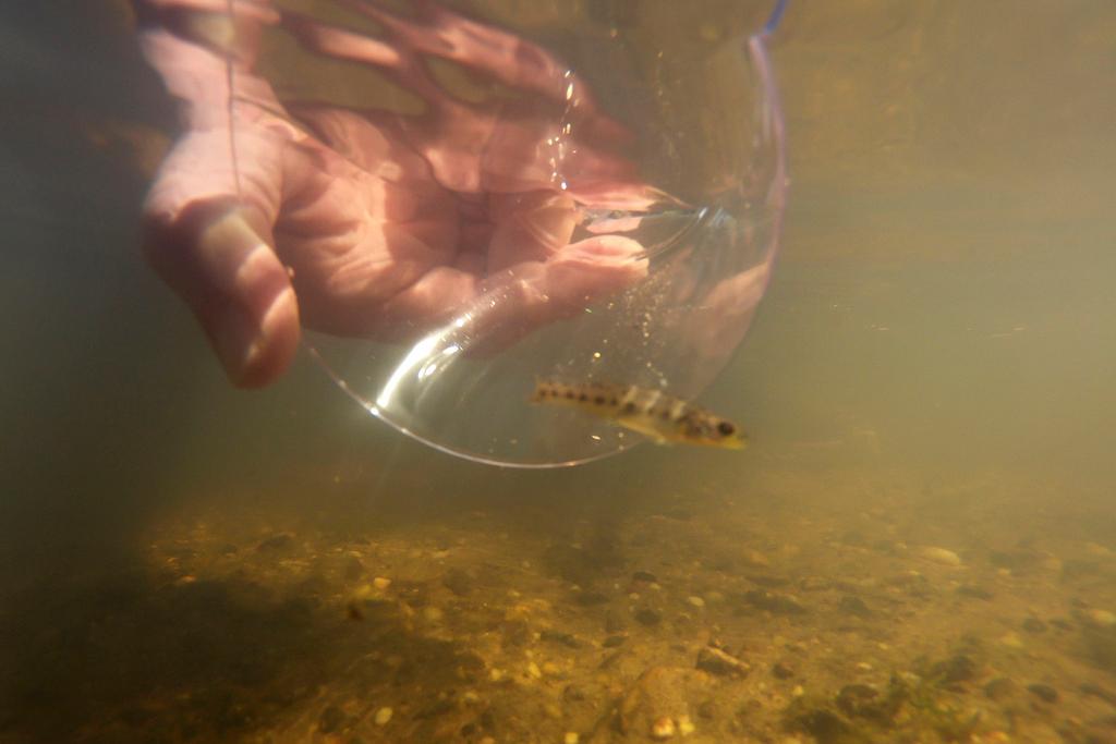 Threatened pearl darter fish, which haven't lived in the Pearl River system for 50 years, are released in the Strong River, a tributary of the Pearl River, in Pinola, Miss., Monday, July 31, 2023.