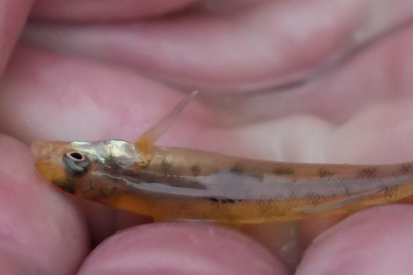 Tiny light brown-orange transparent fish in someone's hand