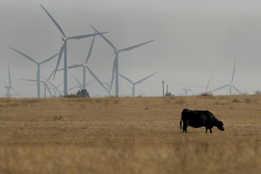 A cow grazes with wind farms in the background in rural Solano County, Calif.