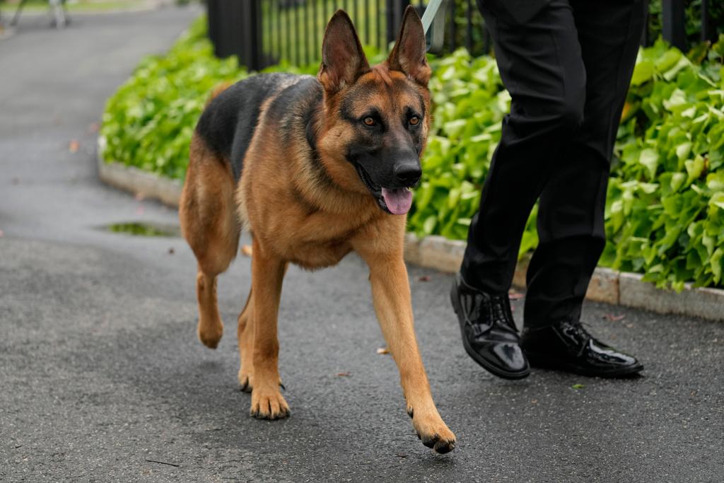 President Joe Biden's dog Commander, a German shepherd, is walked outside the West Wing of the White House 