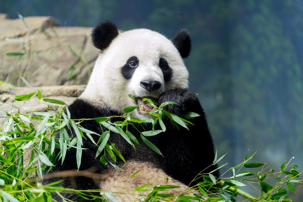 Giant panda Xiao Qi Ji eats bamboo in his enclosure at the Smithsonian National Zoo in Washington, Thursday, Sept. 28, 2023.