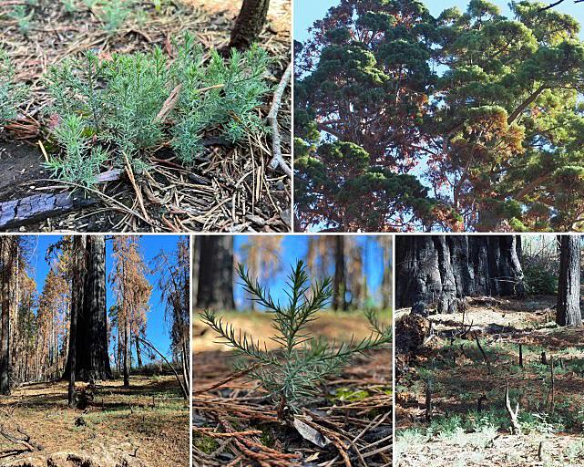 Thousands of giant sequoias seedlings now surround the two giant sequoias, “The Orphans,” in the North Grove of Calaveras Big Trees State Park.