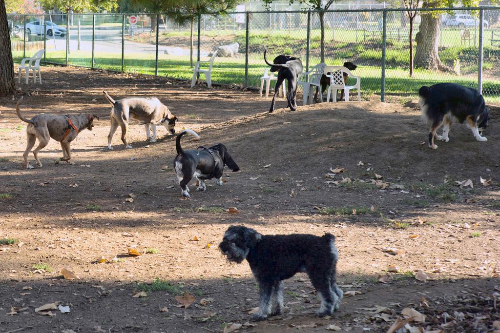 Owners bring their dogs to a park in Los Angeles