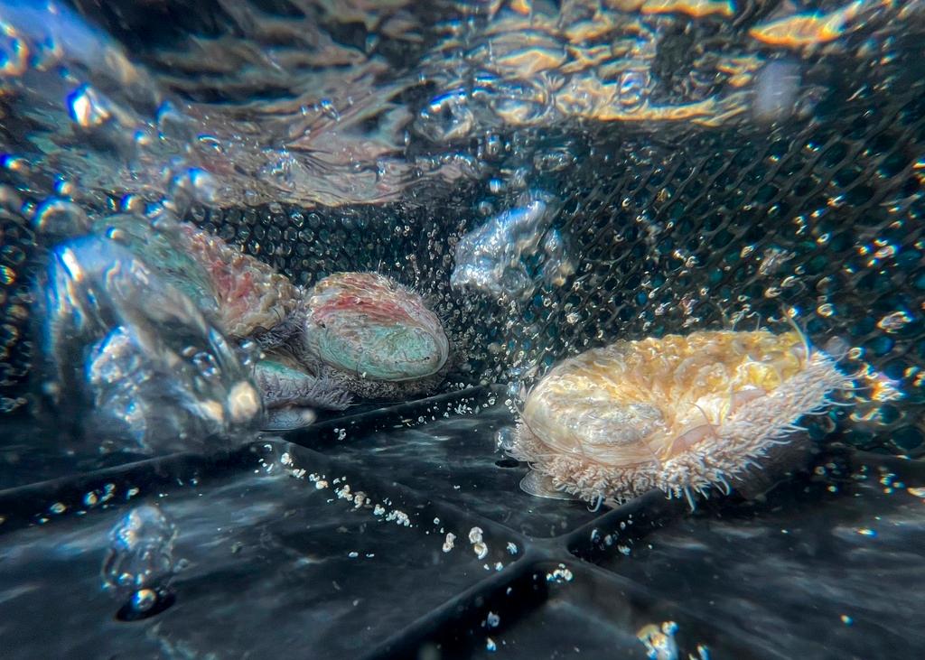 Live abalone cruise under black plastic cones 