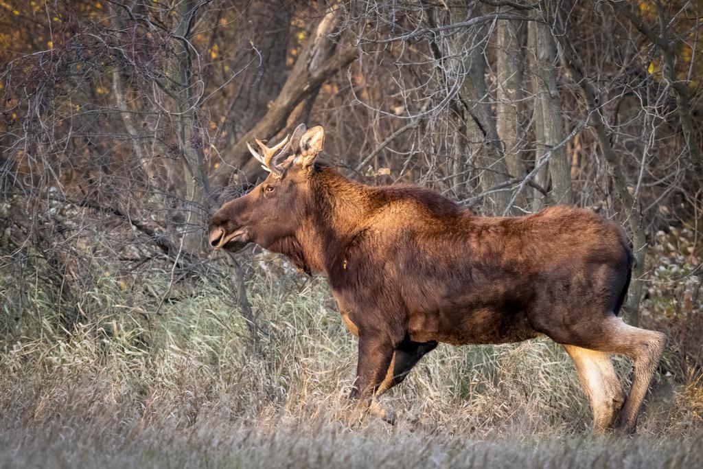 a moose, named Rutt, or Bullwinkle by admirers, roams through Meeker County, Minn.,