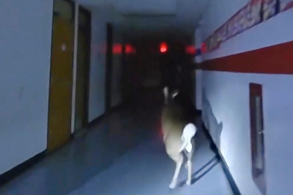 Deer in a hallway at Cedar Grove Elementary School