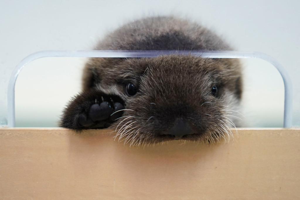 An eight-week-old sea otter rescued from Seldovia, Alaska, peaks out of his enclosure at Shedd Aquarium Wednesday, Dec. 6, 2023, in Chicago.