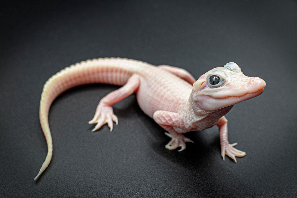 Extremely rare white leucistic alligator