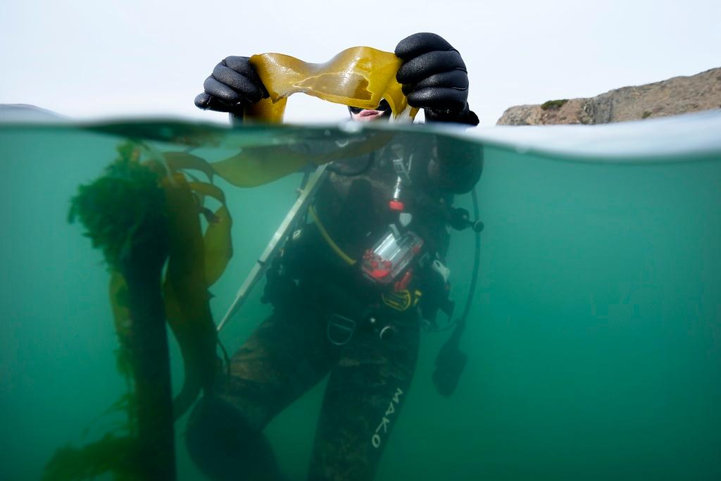 Scientific diver Morgan Murphy-Cannella holds bull kelp with a dark patch of reproductive spores as she surveys a reforestation project, Friday, Sept. 29, 2023, near Caspar, Calif.