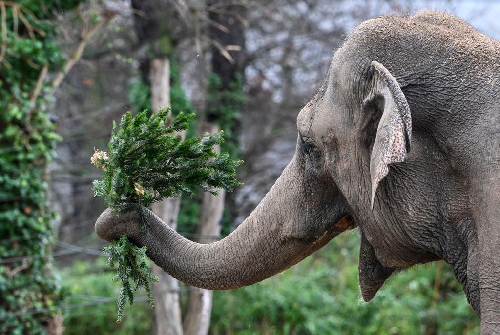 An Asian elephant plays with a Christmas tree during the annual Christmas tree feeding at Berlin Zoo, in Berlin, Thursday Jan. 4, 2024.