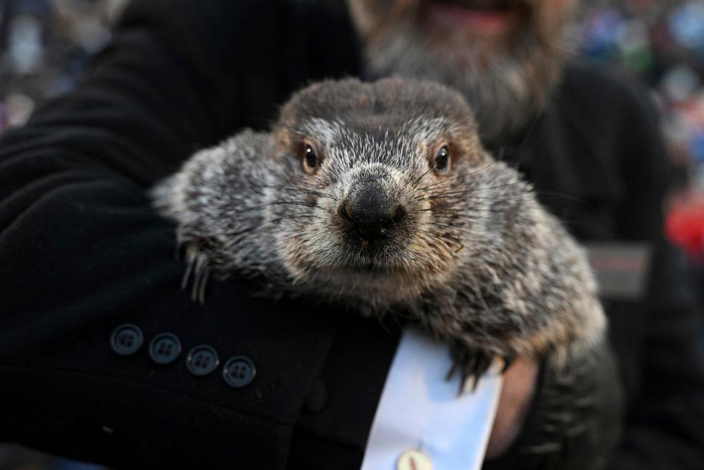  Groundhog Club handler A.J. Dereume holds Punxsutawney Phil, the weather prognosticating groundhog, during the 137th celebration of Groundhog Day on Gobbler's Knob in Punxsutawney, Pa., Feb. 2, 2023. 