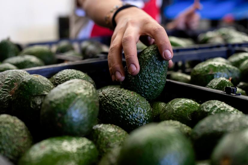 A worker packs avocados at a plant in Uruapan, Michoacan state, Mexico