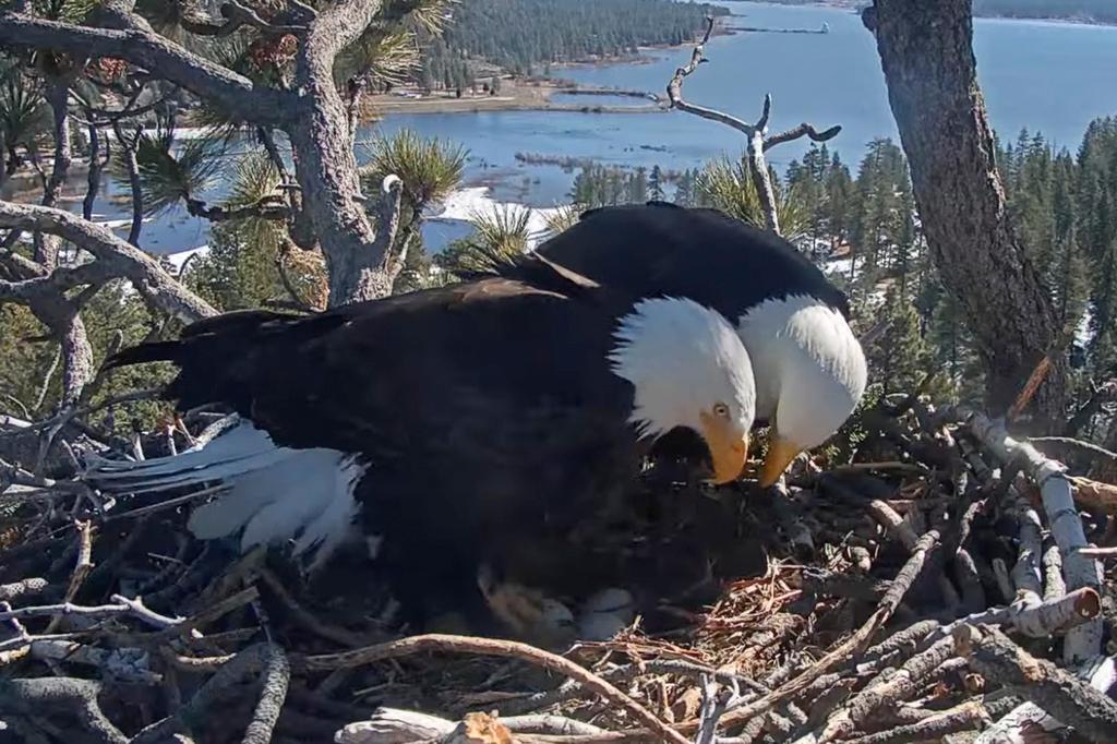 'Hatch Watch' Underway At Western Bald Eagle Nest Positive