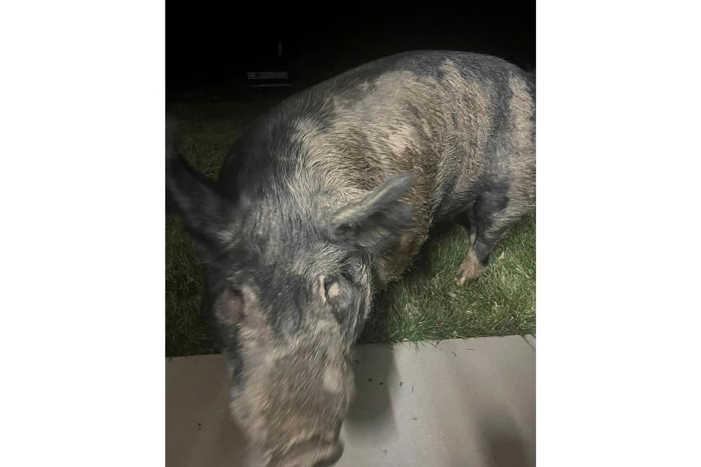 Kevin Bacon, 450-pound pig