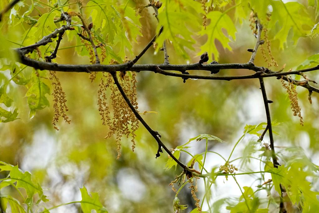 An oak tree with new leaf growth also shows pollen and a drop of water hanging among the branches at a park in Richardson, Texas, Thursday, March 21, 2024.