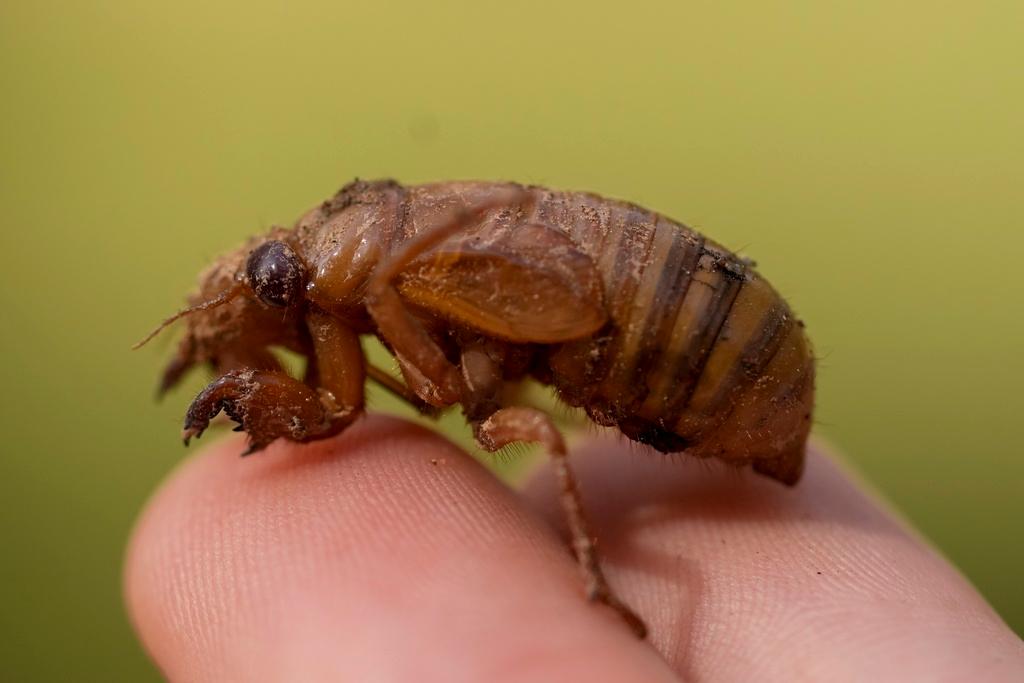 A periodical cicada nymph is held in Macon, Ga., Wednesday, March 27, 2024.