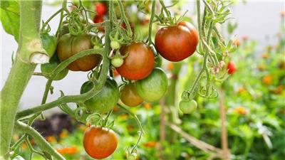 Tomatoes growing on vine