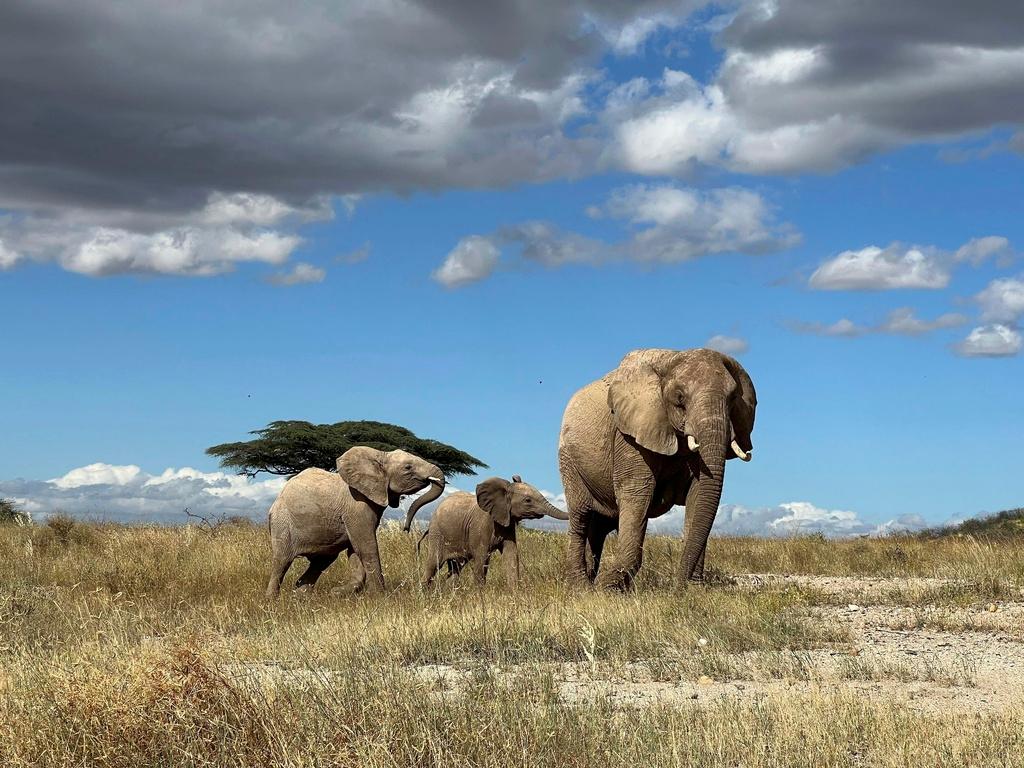 African elephant matriarch leads her calf away from danger in northern Kenya.