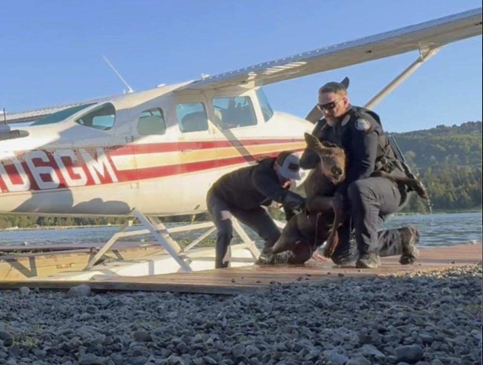 Spencer Warren and two police officers rescued the baby calf from what police described as “a sure demise” after it fell into a lake and got stuck in a narrow space between a floatplane and a dock. 