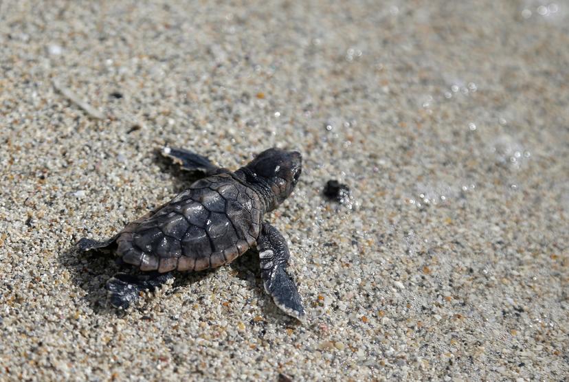  Loggerhead sea turtle hatchling
