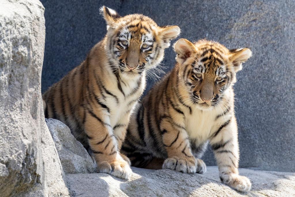 Two Amur tiger cubs, Tochka and Timur, have their first public outing at Cologne Zoo in Cologne, Thursday July 18, 2024.