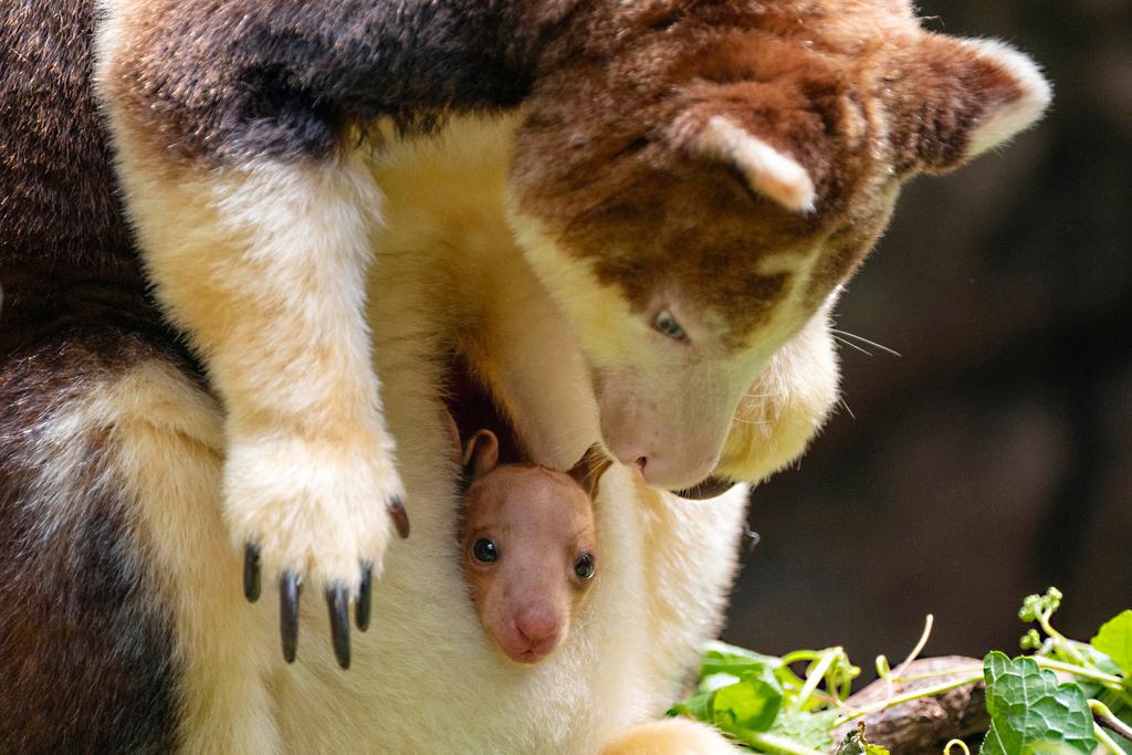 A Matschie's tree kangaroo joey that made its first appearance from its mother's pouch at New York's Bronx Zoo