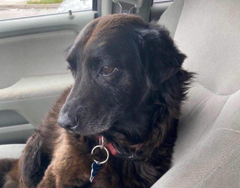 Brinkley, our sweet dog. Grey around the edges, in the waning days of her life. We don't know her birthday, so made it National Donut day so she gets a donut for her birthday.  