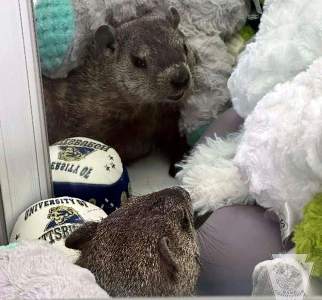 Groundhog dubbed Colonel Custard in Hollidaysburg, Pa. 