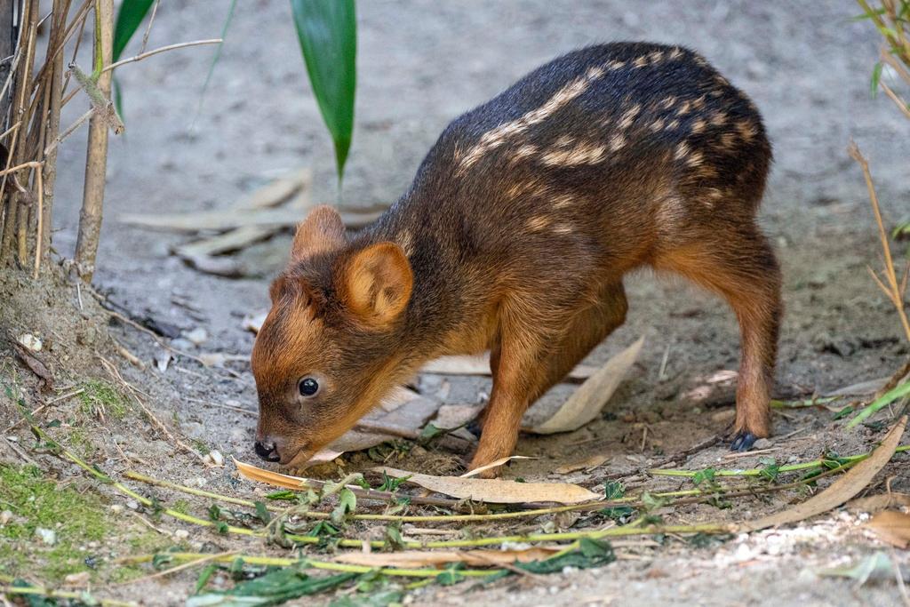 Southern pudu fawn, one of the smallest deer species in the world, born at the zoo at about 2 pounds in the Queens borough of New York